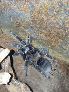 Lasiodora parahybana