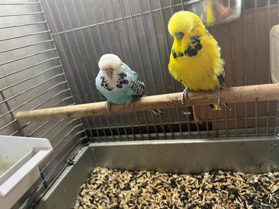 Продам пару виставкових чехів !