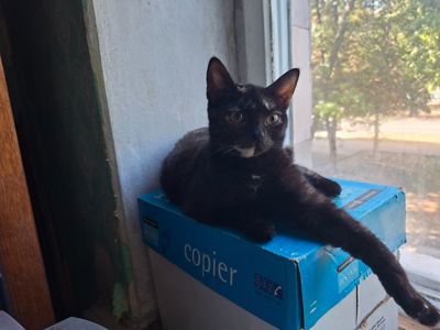 Дуже ласкава кішечка шукає родину