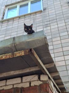 Дуже ласкава кішечка шукає родину