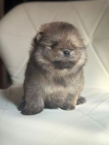 Щенки Померанского шпица мини