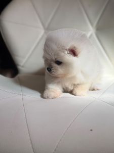 Щенки Померанского шпица мини