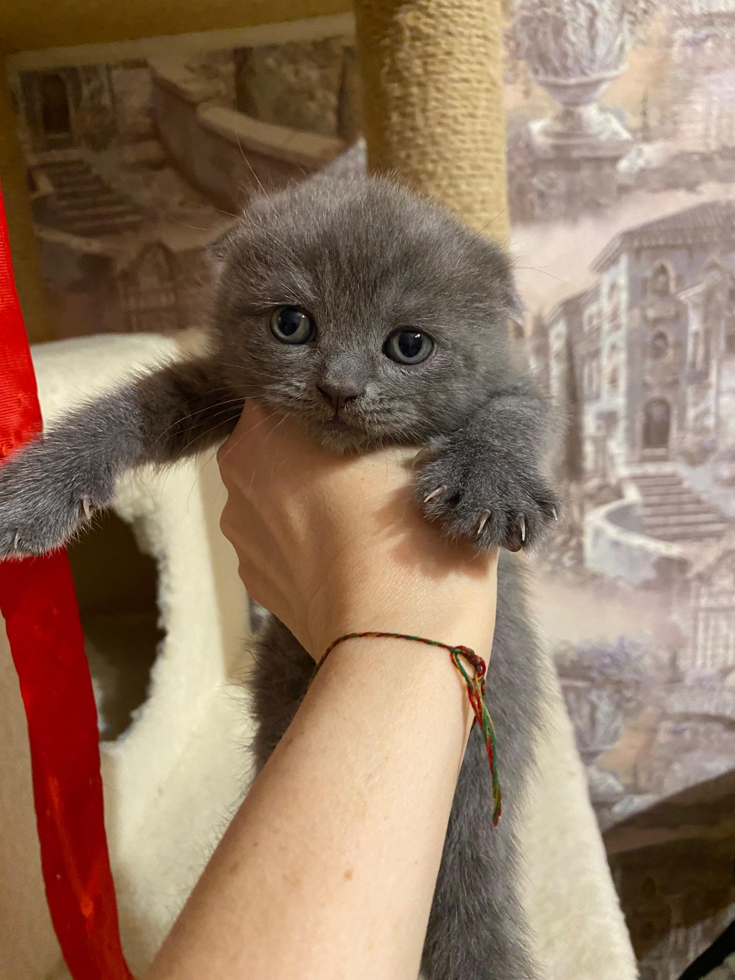 Продам котят