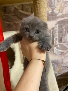 Продам котят