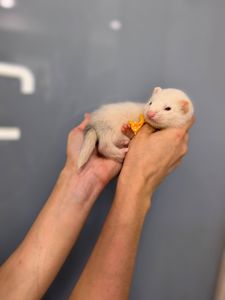 Ручные декоративные хорьки, декоративний тхір, фретка