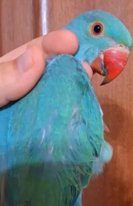 Красивые Малыши Ожереловых попугайчиков