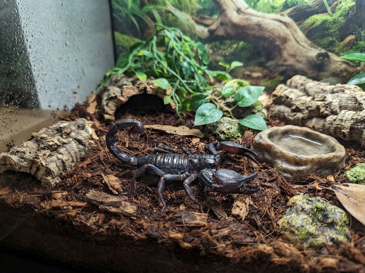 Азиатский лесной скорпион (Heterometrus sp.) подойдёт для новичка