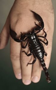 Азиатский лесной скорпион (Heterometrus sp.) подойдёт для новичка