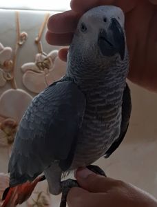 Супер попужка жакоша в вашу семью