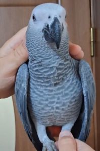 Супер попужка жакоша в вашу семью