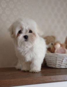 Міні хлопчик мальтезе