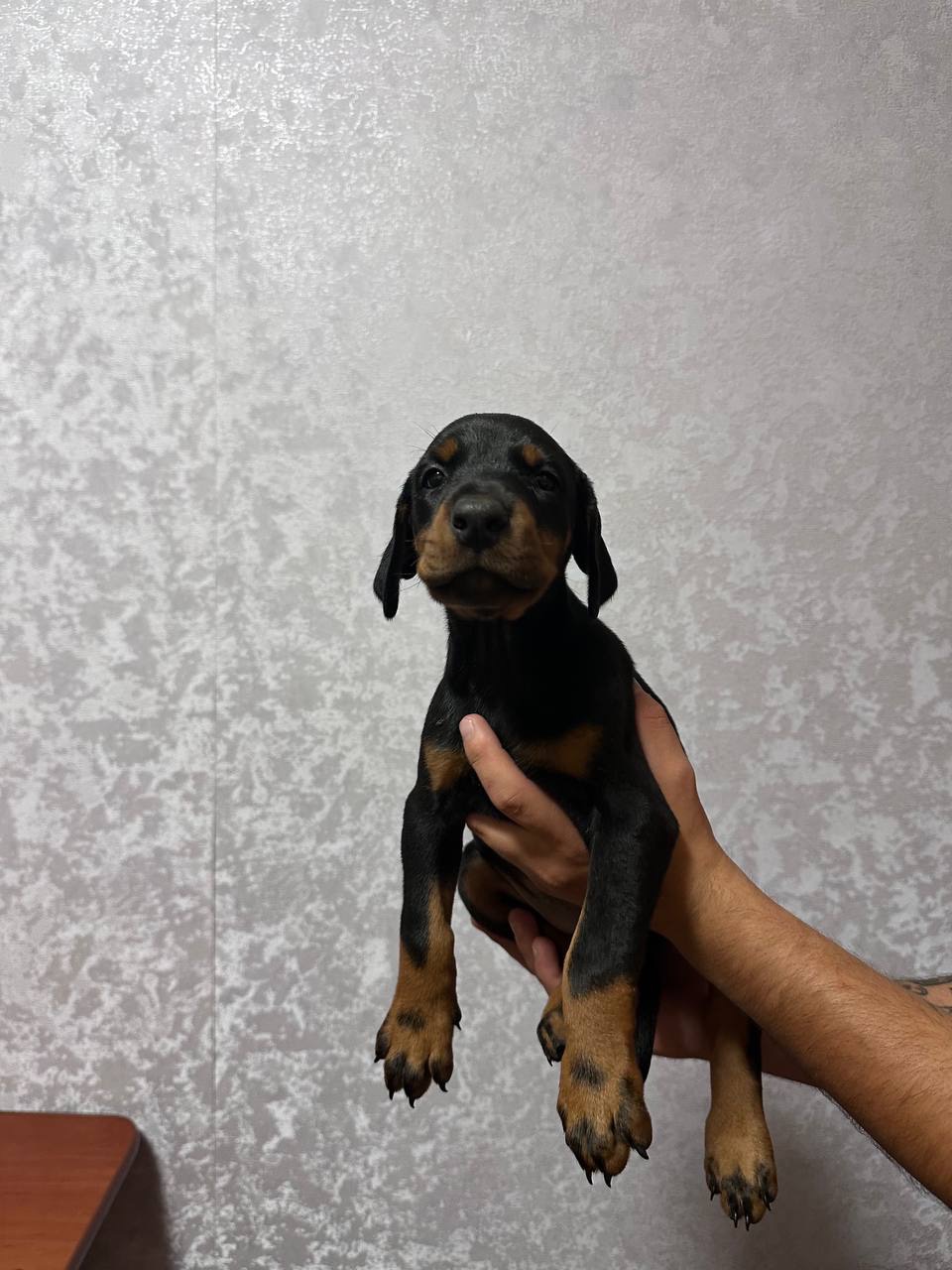 Цуценятка добермана