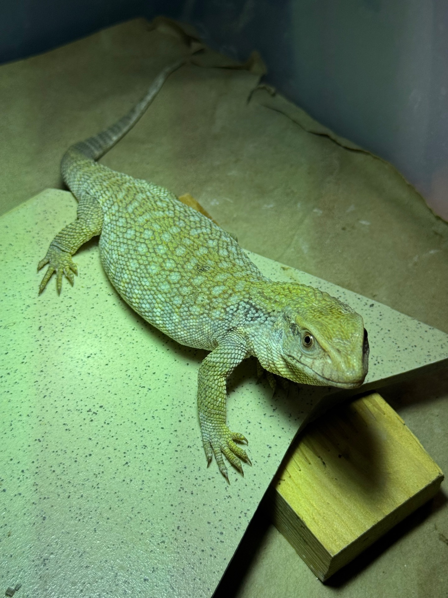 Капський варан (Varanus exanthematicus)