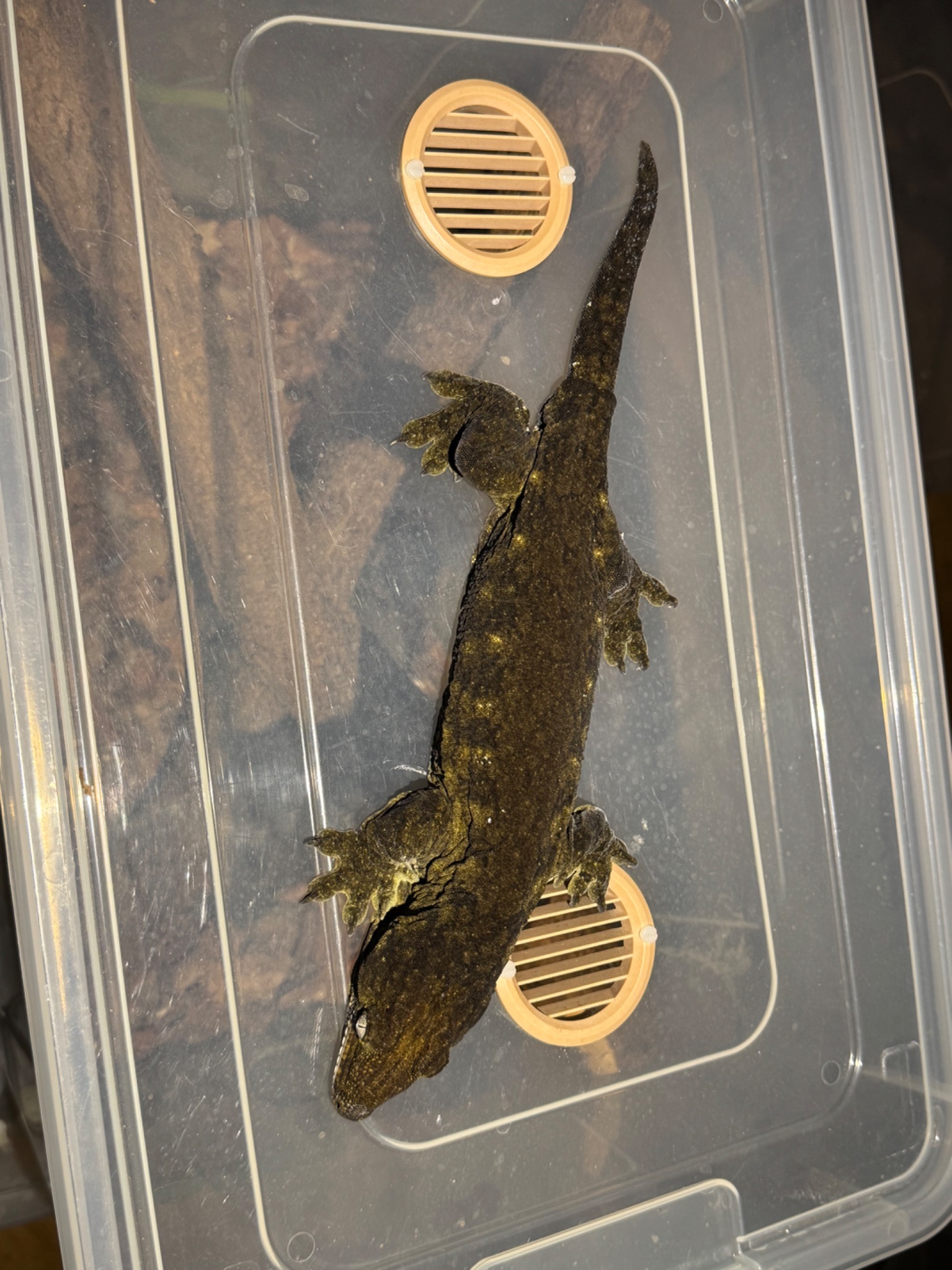 Чорні гігантські бананоїди (Rhacodactylus leachianus)