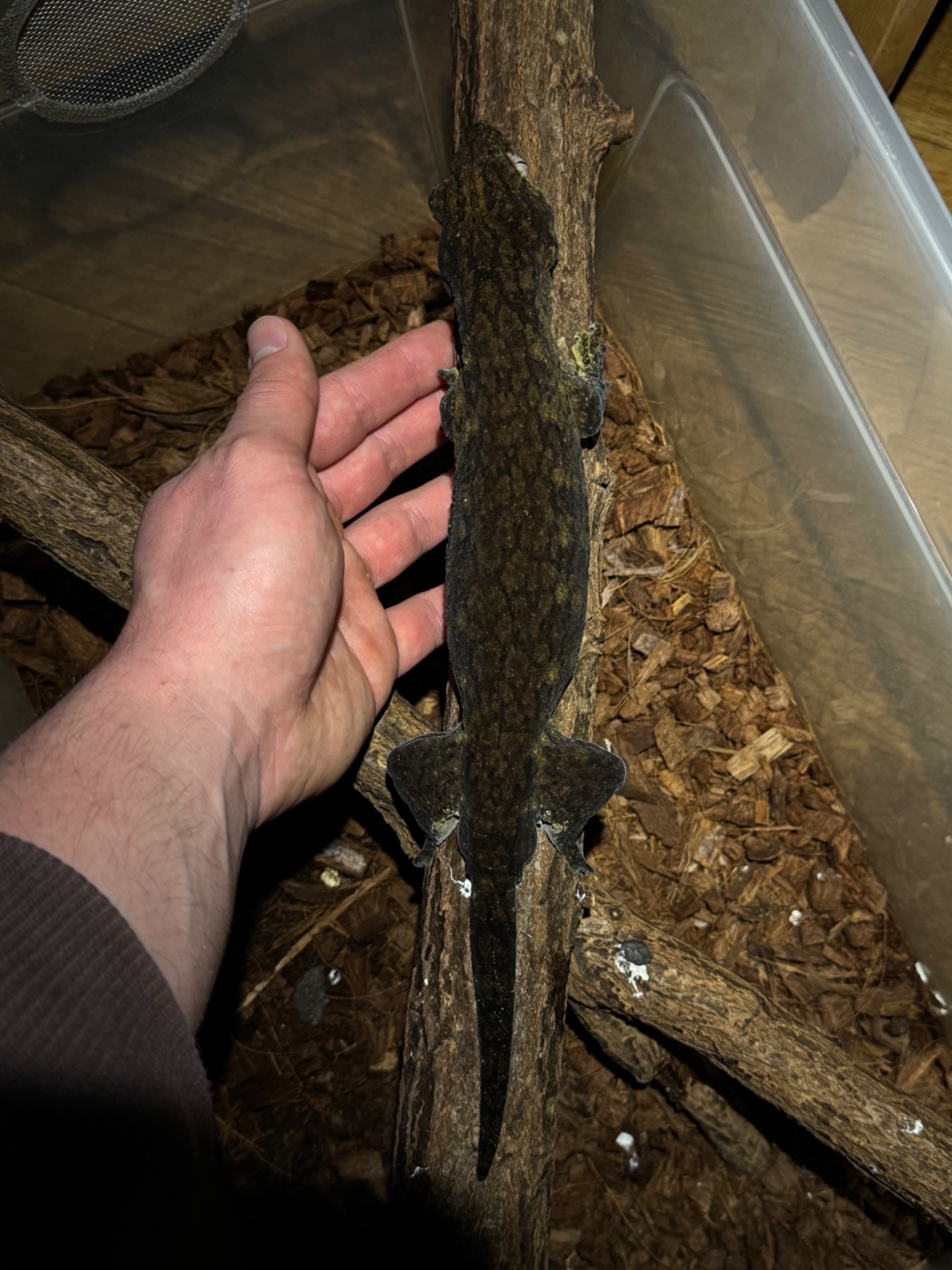 Чорні гігантські бананоїди (Rhacodactylus leachianus)