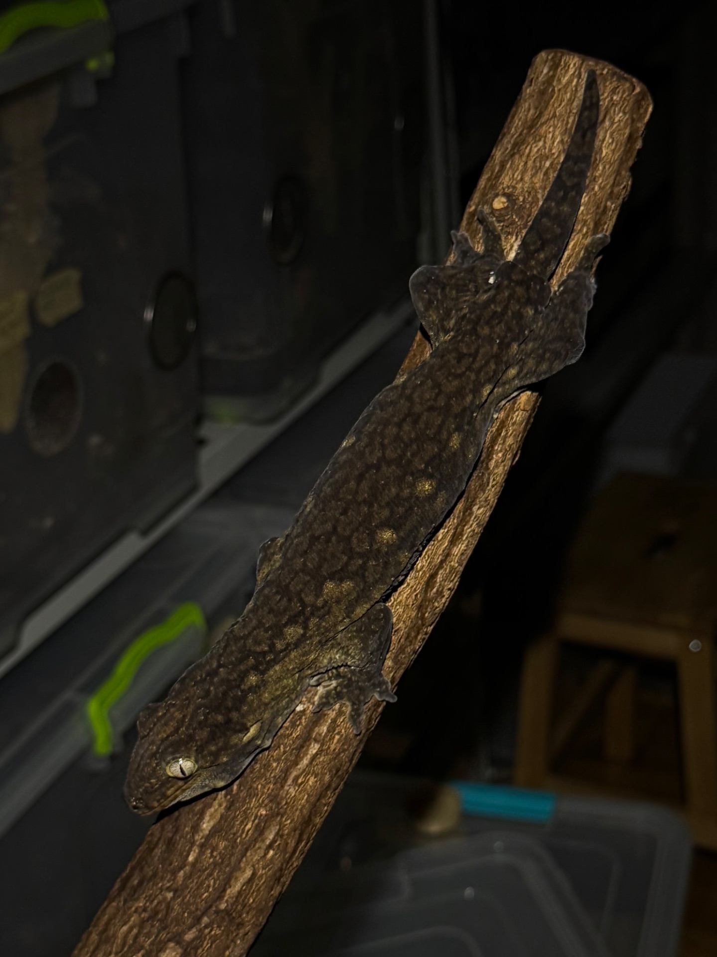Чорні гігантські бананоїди (Rhacodactylus leachianus)