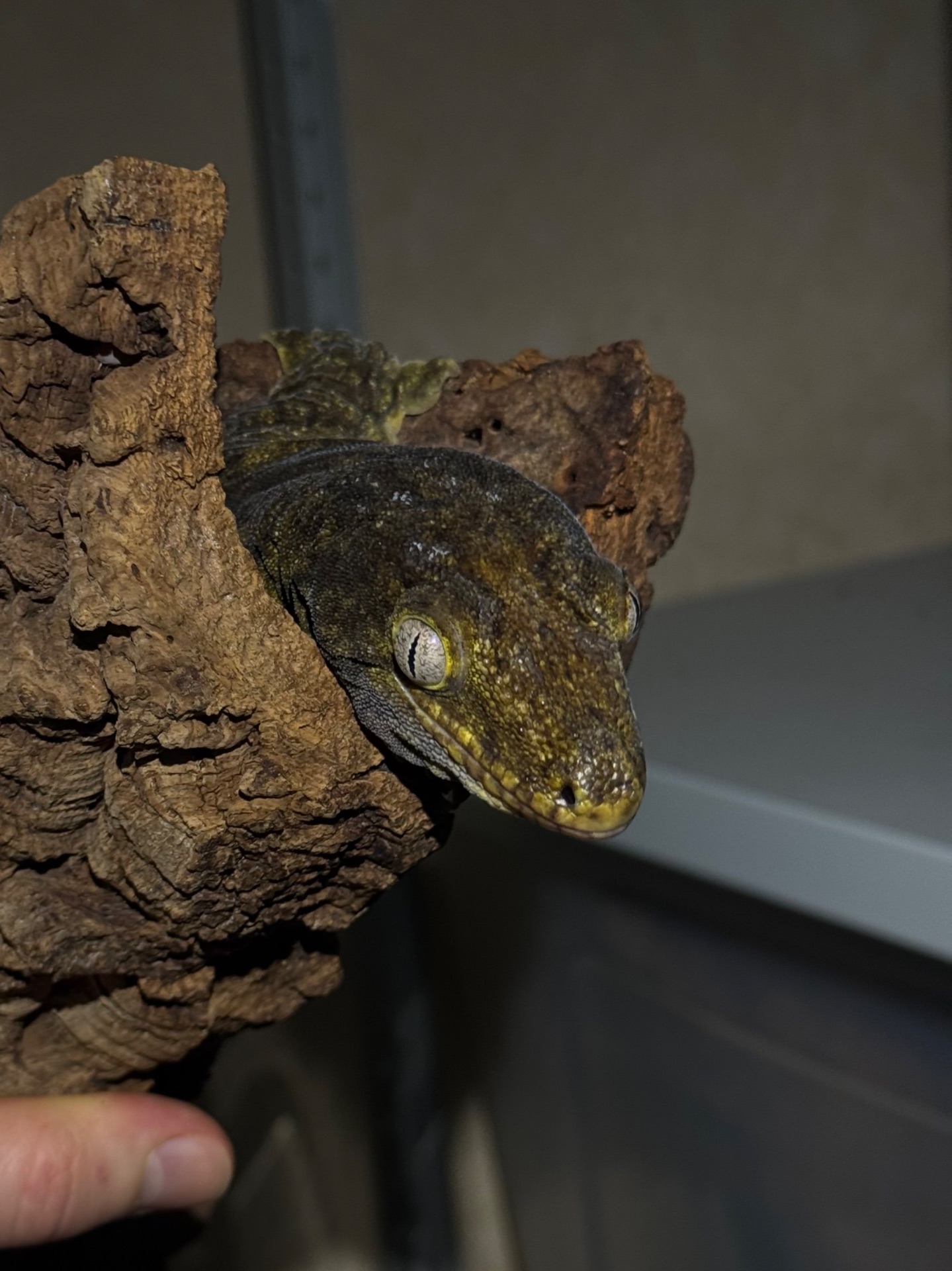Чорні гігантські бананоїди (Rhacodactylus leachianus)