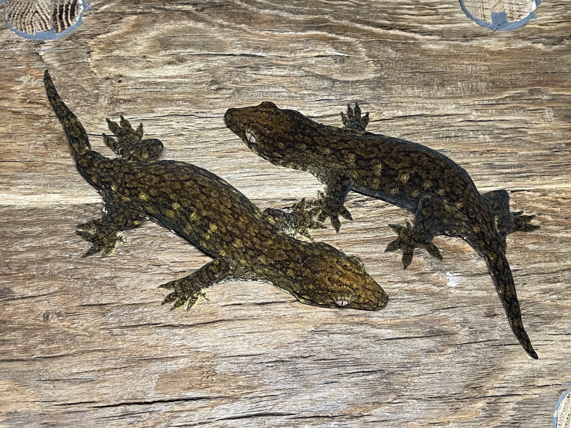 Чорні гігантські бананоїди (Rhacodactylus leachianus)