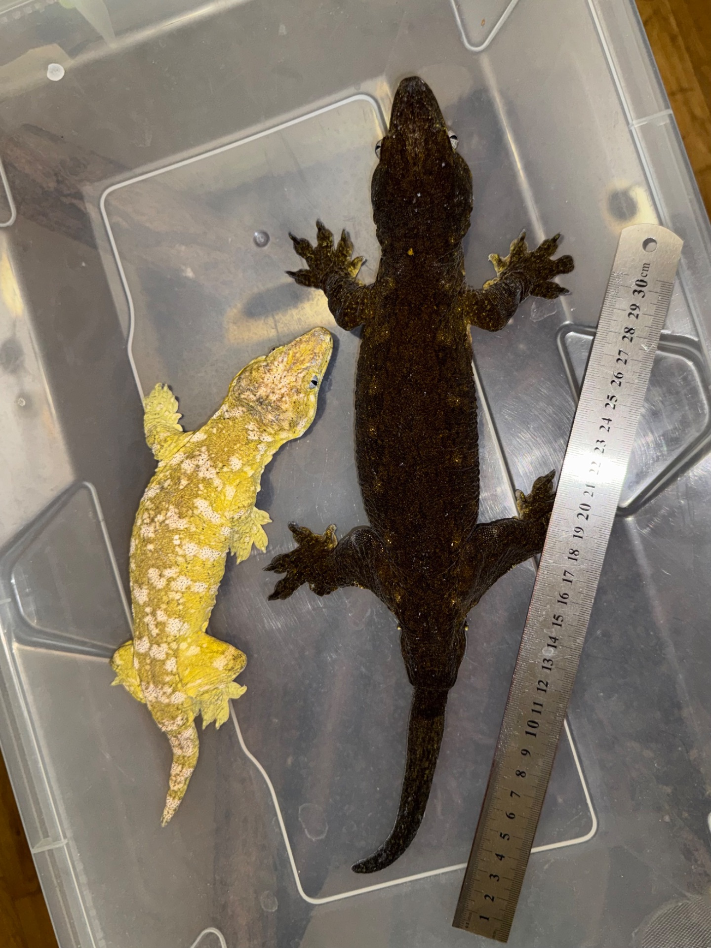 Чорні гігантські бананоїди (Rhacodactylus leachianus)