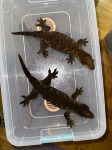 Чорні гігантські бананоїди (Rhacodactylus leachianus)