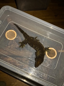 Чорні гігантські бананоїди (Rhacodactylus leachianus)
