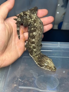Чорні гігантські бананоїди (Rhacodactylus leachianus)