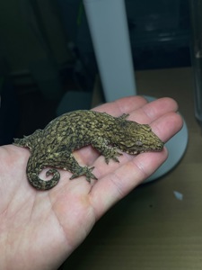 Чорні гігантські бананоїди (Rhacodactylus leachianus)