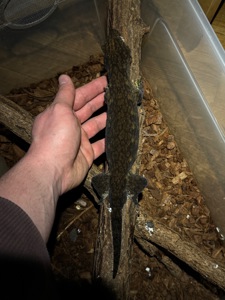 Чорні гігантські бананоїди (Rhacodactylus leachianus)