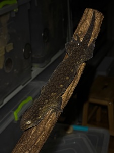 Чорні гігантські бананоїди (Rhacodactylus leachianus)