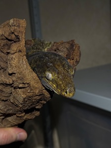 Чорні гігантські бананоїди (Rhacodactylus leachianus)