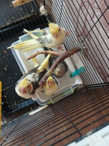 Корели