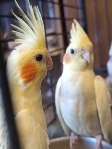 Домашние, ручные малыши Корелл