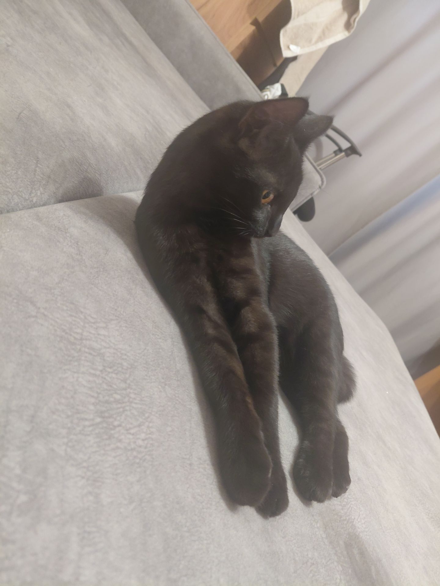 Грайливе кошеня, 3.5 місяці