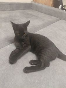 Грайливе кошеня, 3.5 місяці