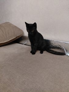 Грайливе кошеня, 3.5 місяці