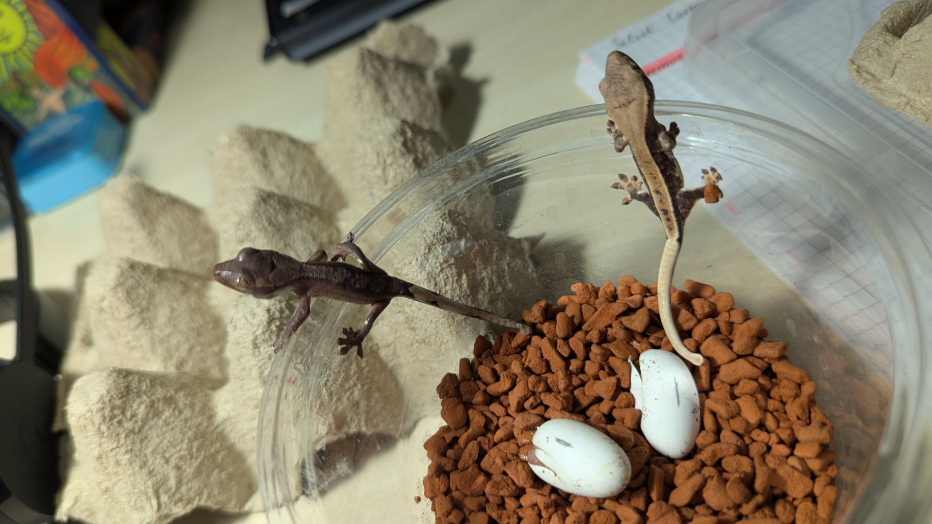 Молодий бананоїд