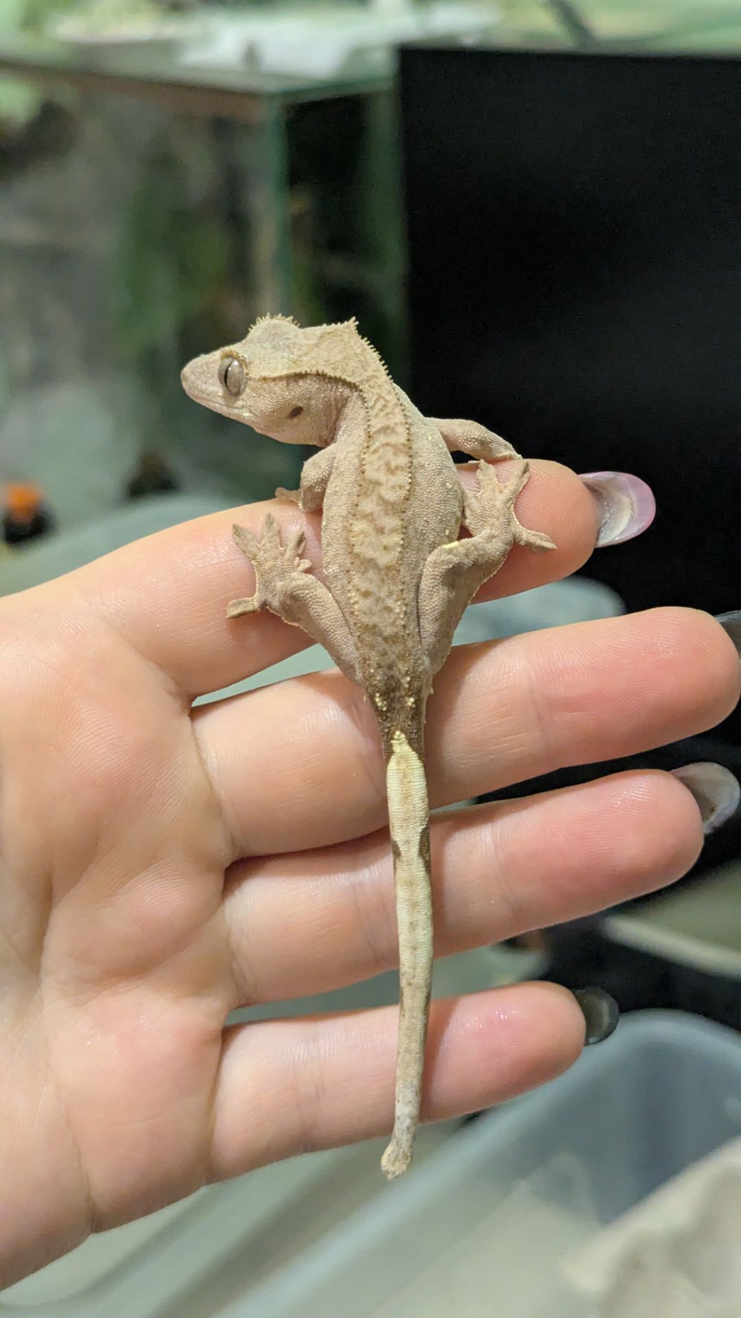 Молодий бананоїд