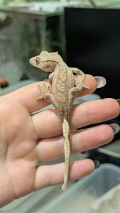 Молодий бананоїд