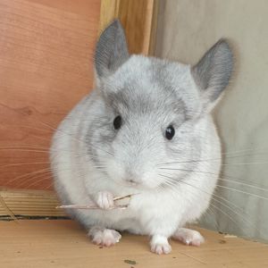Маленькая самочка шиншиллы Белая эбони