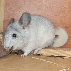 Маленькая самочка шиншиллы Белая эбони
