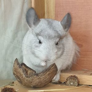 Маленькая самочка шиншиллы Белая эбони