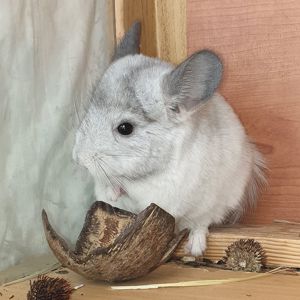 Маленькая самочка шиншиллы Белая эбони