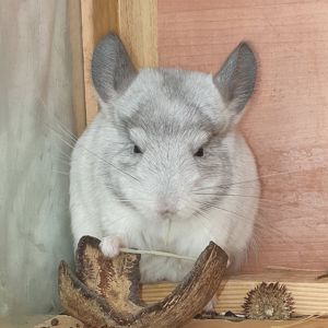 Маленькая самочка шиншиллы Белая эбони