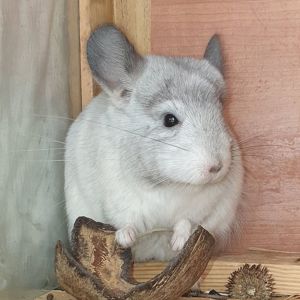 Маленькая самочка шиншиллы Белая эбони