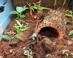 Паук птицеед, птахоїд Theraphosa apophysis — самка, L6 (6-я линька)