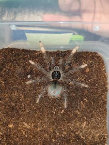 Паук птицеед, птахоїд Theraphosa apophysis — самка, L6 (6-я линька)