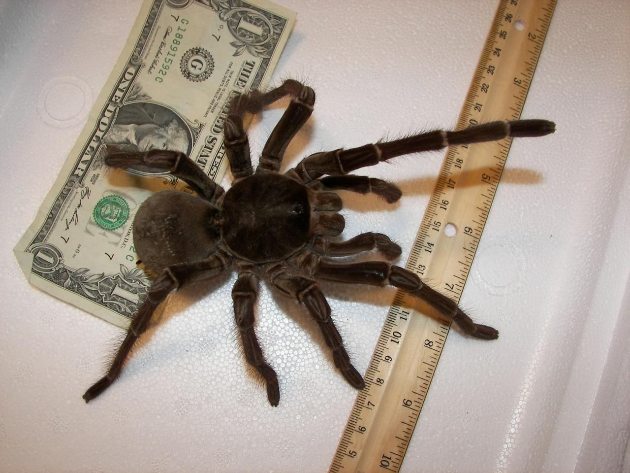 Паук-птицеед Theraphosa blondi (Терафоза блонди) самка L6 — крупнейший паук в мире, редкий экземпляр