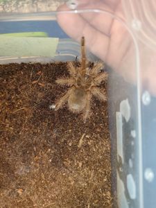 Паук-птицеед Theraphosa blondi (Терафоза блонди) самка L6 — крупнейший паук в мире, редкий экземпляр