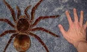 Паук-птицеед Theraphosa blondi (Терафоза блонди) самка L6 — крупнейший паук в мире, редкий экземпляр