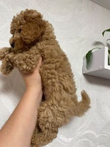 Цуценя карликовий пудель